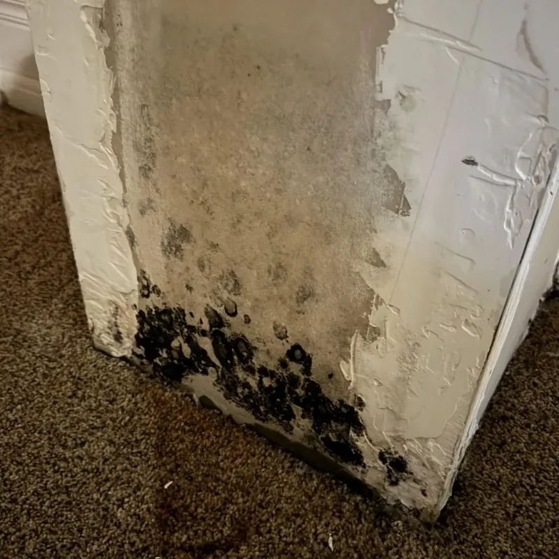 Professional Mold Removal in Monee, IL